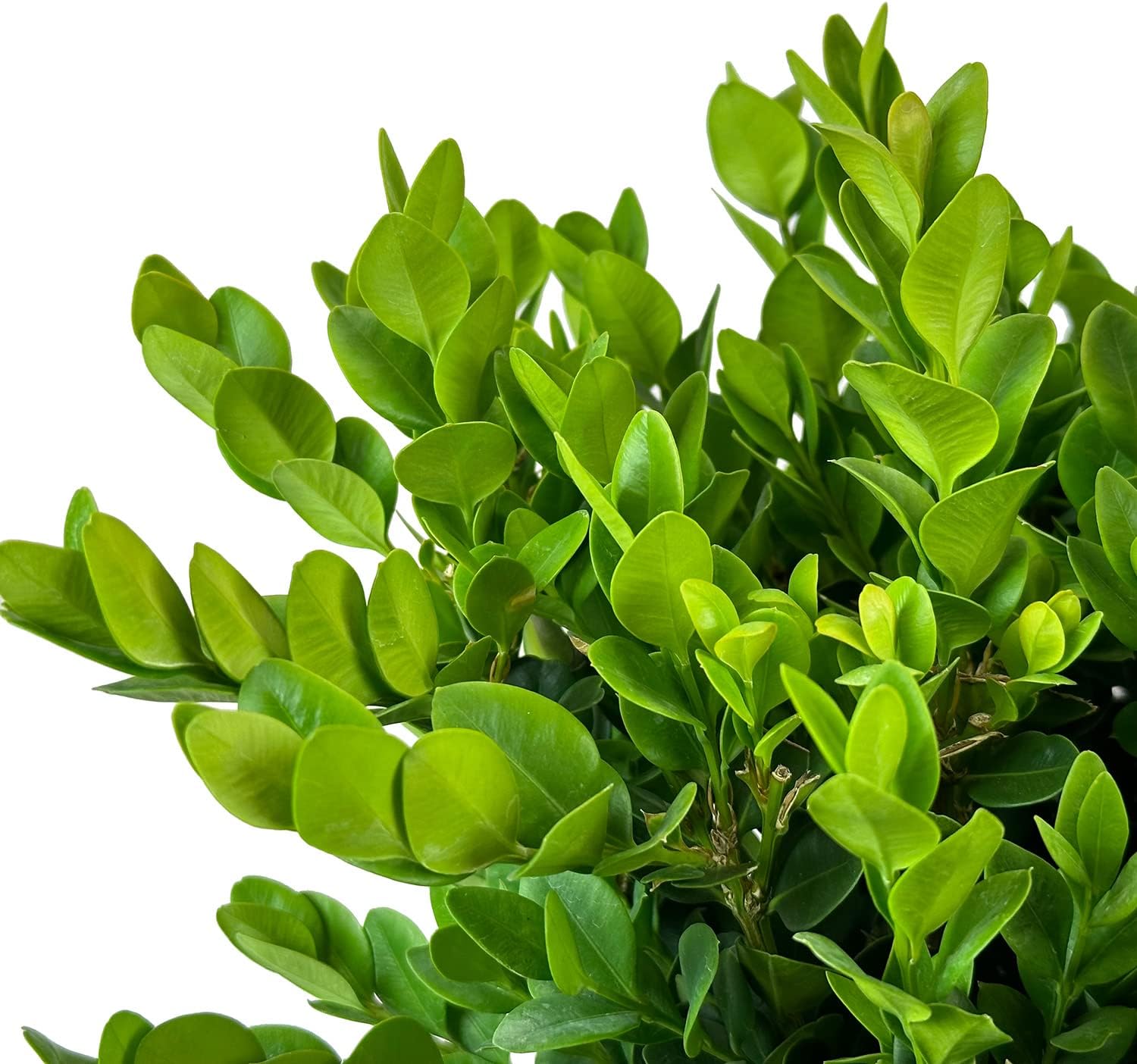 Blooming & Beautiful - Gordo Boxwood - 3 gal - Compact Rounded Evergreen Shrub - Large Green Leaves - Hedges or Topiary - Zones 5-8 - Buxus x 'Conrowe' PP19294-3 Gallon Pot
