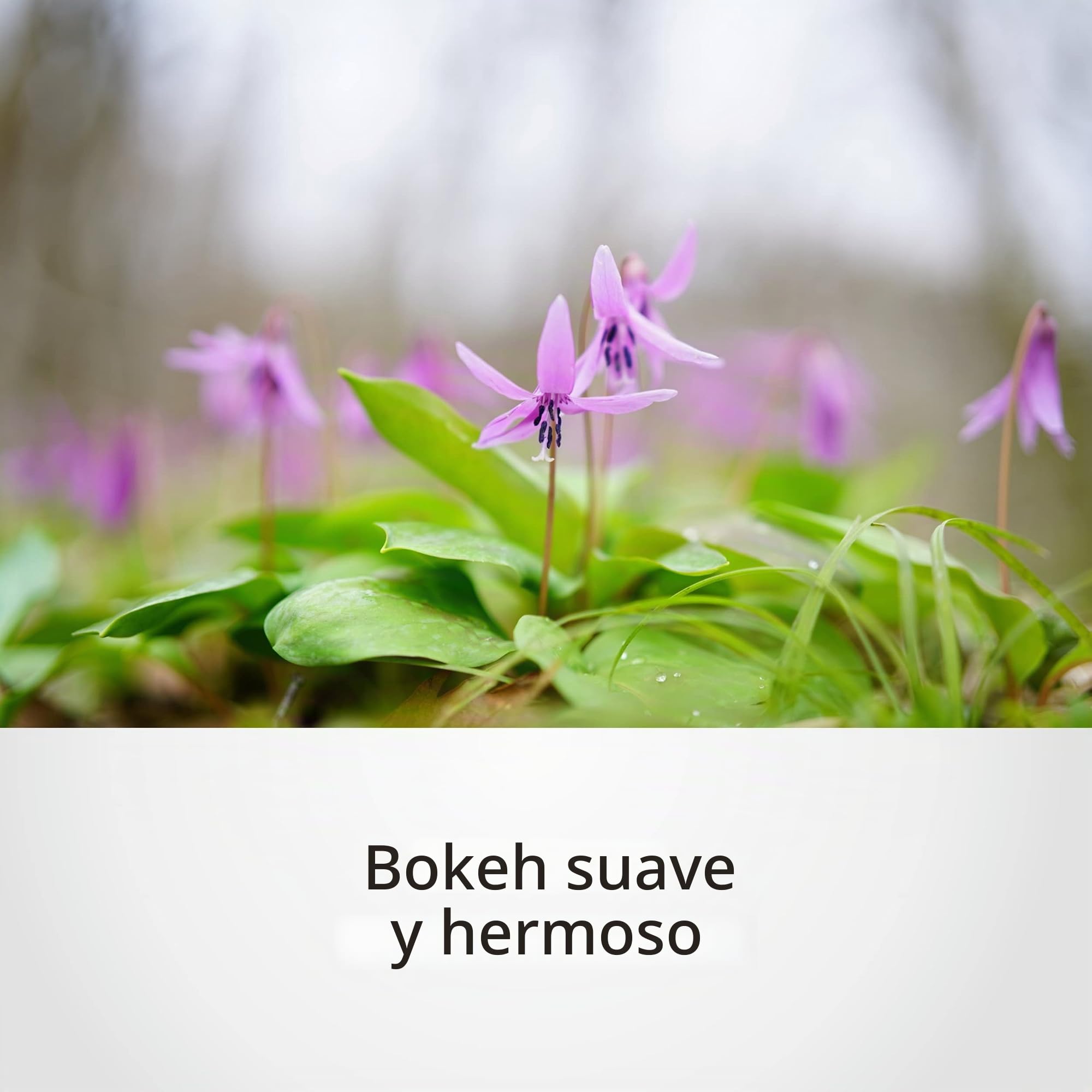 Sony Planar T FE 50mm f/1.4 Zeiss - Full-Frame, Rango Medio, Objetivo Prime (SEL50F14Z)