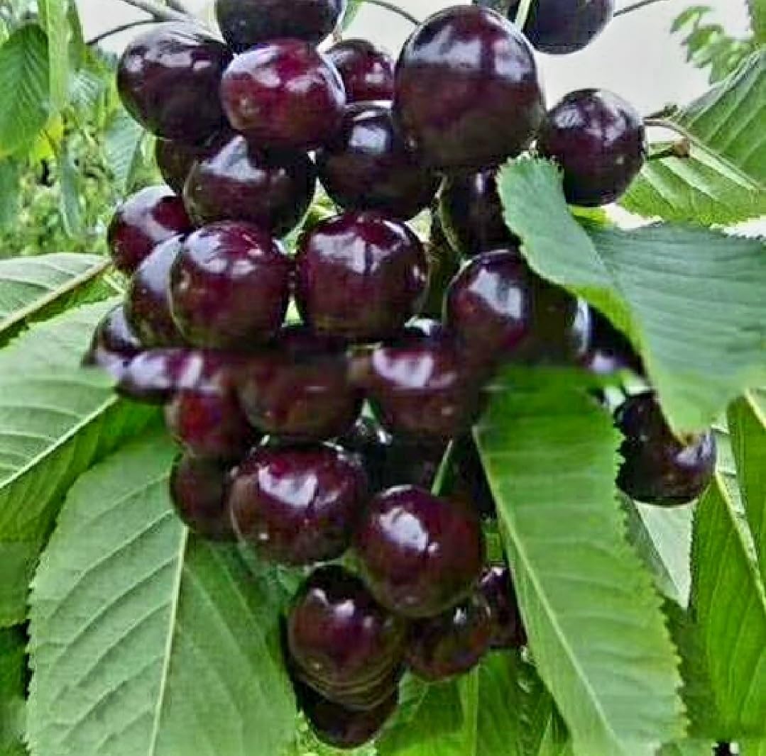 Frutas