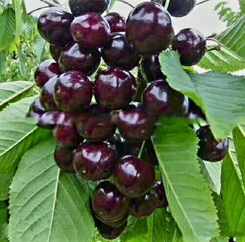 50 Semillas de Cerezo Negro Prunus Serotina Cerezo Enano