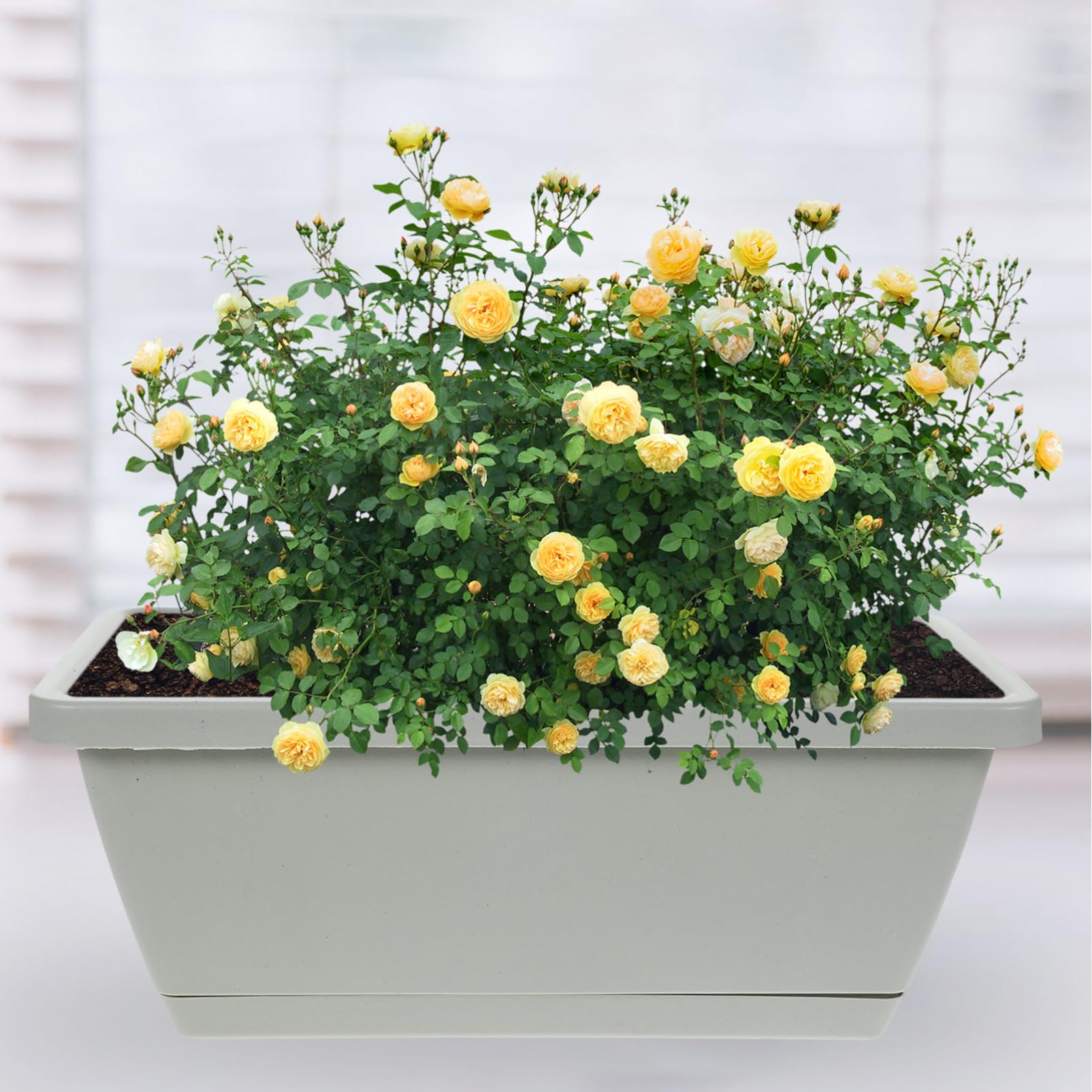 4 Stück Kunststoff Blumentopf Rechteckig Grau Kleiner Bonsai Pflanztopf Mit Abtropfschale Pflanzkübel Für Balkon Und Garten Wetterbeständig Und Langlebig