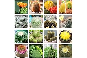 Surreal Succulent: Peyote Cactus Seeds for Unique Ornamental Growth
