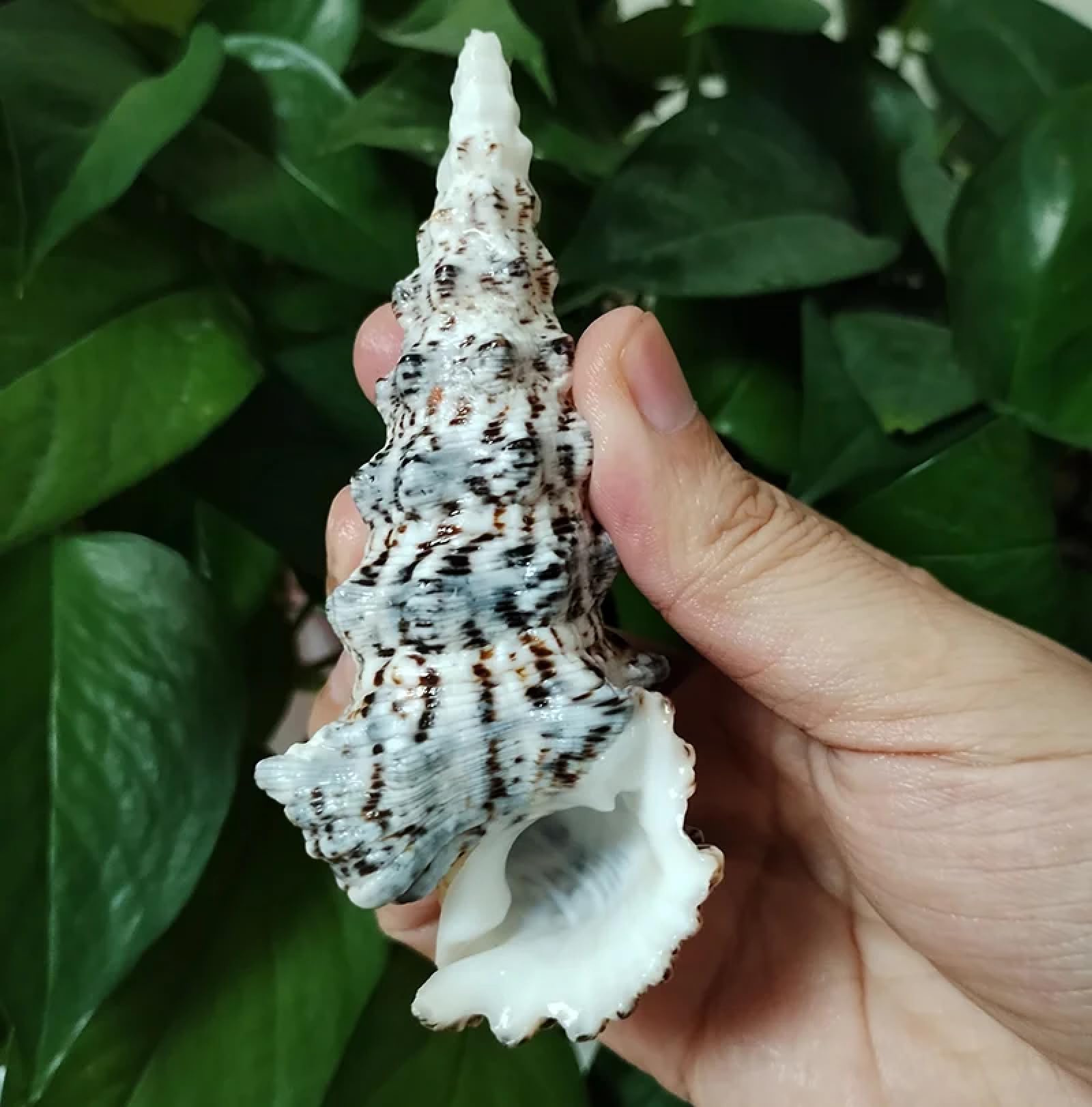 Conchiglie per artigianato, 1 pezzo, 8-10 cm, rara torre di lumaca, turritella, conchiglie naturali per matrimoni, casa, acquari, decorazioni da tavolo, feste, ornamenti artigianali