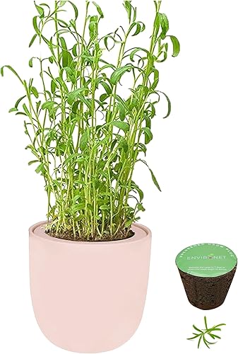 Miniatura 5 de Environet Kit de cultivo de hierbas hidropónicas, kit de iniciación de jardín de hierbas de cocina con maceta de cerámica rosa y semillas (lavanda)