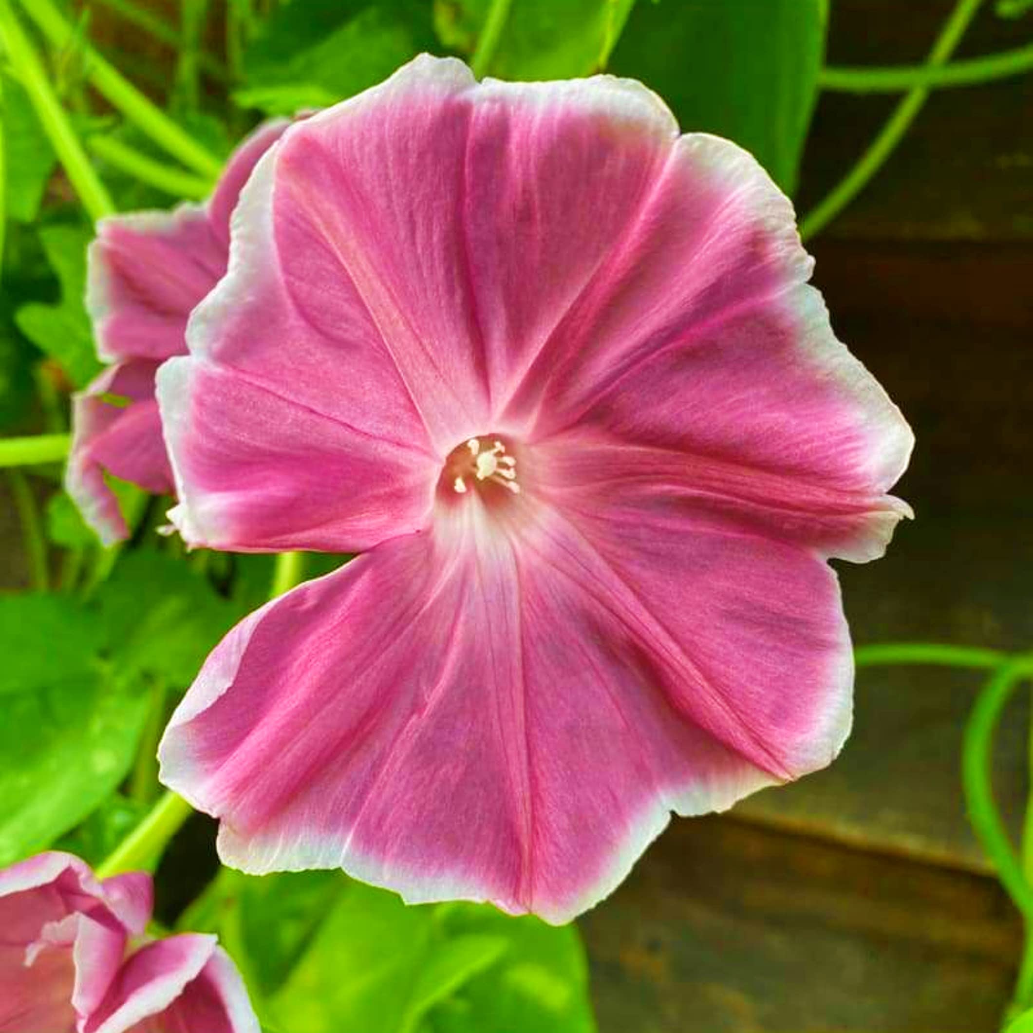Morning Glory Flower Seeds - Vibrant Colors, Easy Grow -7 Morning Glory Flower Seeds - Vibrant Colors, Easy Grow -7