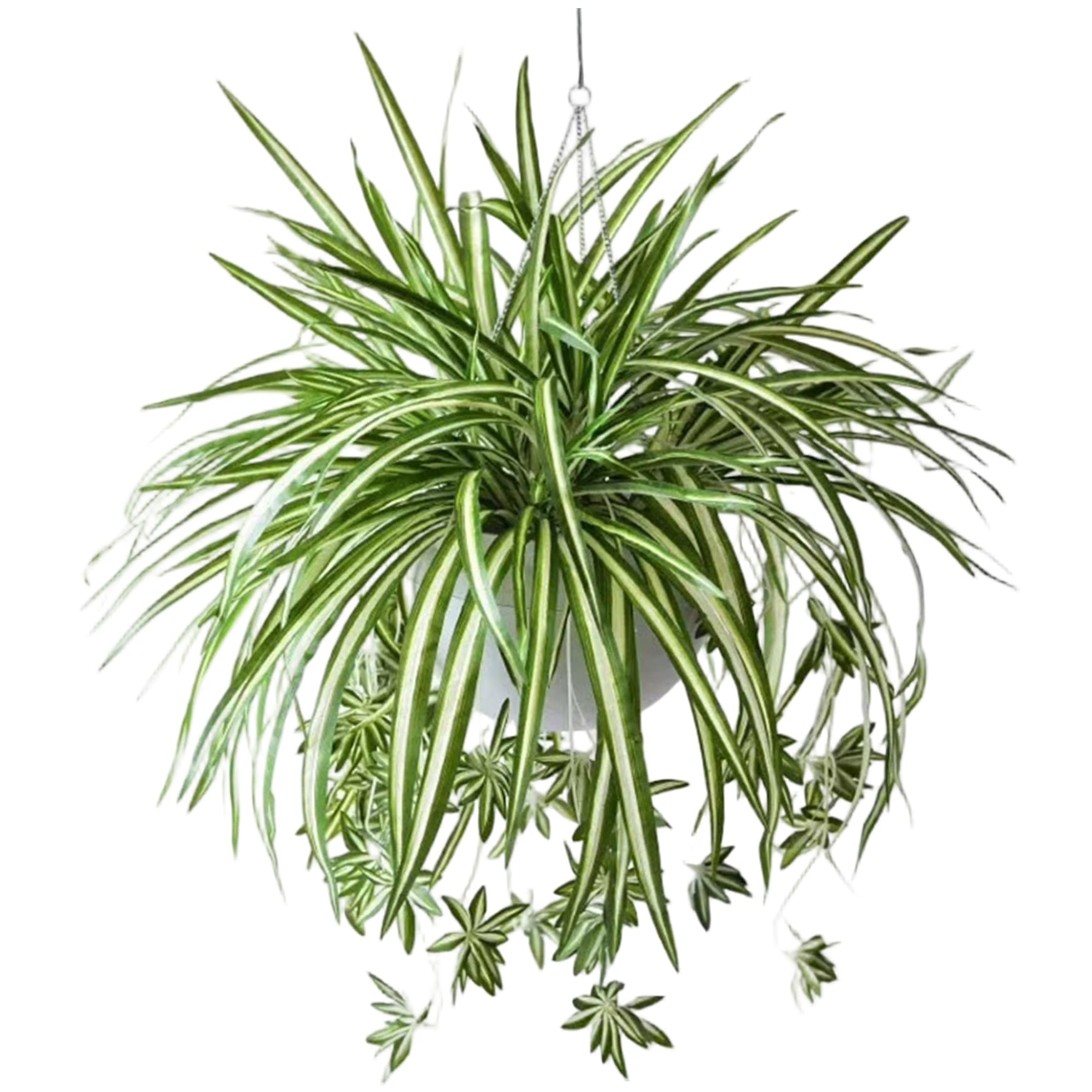 Plant d'araignée artificielle 24 pouces Gcroet avec tête de soyeuse lot de 6pcs pour déco