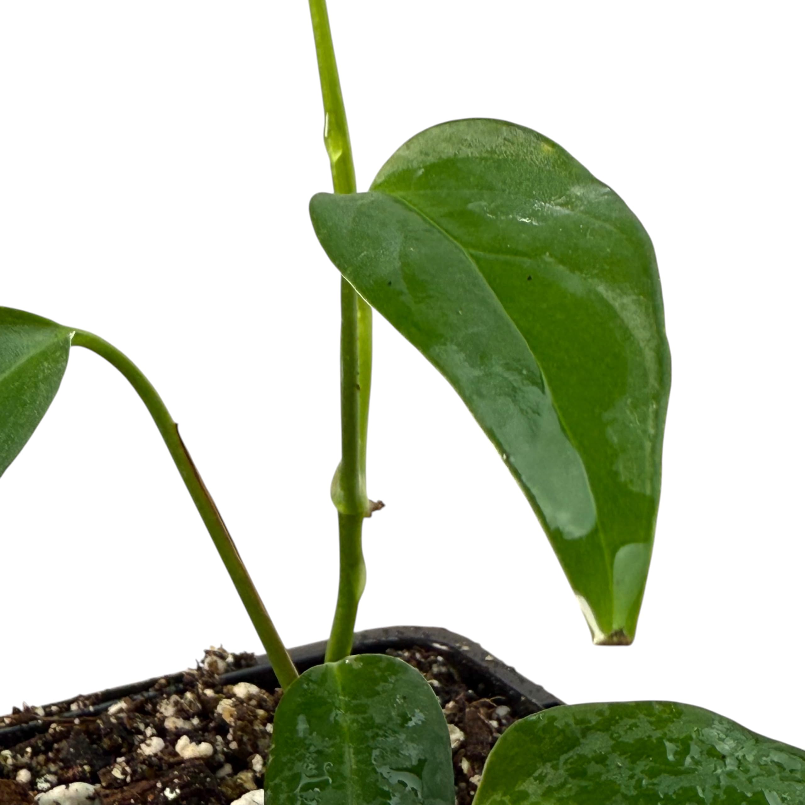 Monstera spec. peruviana – seltene Zimmerpflanze, exotische Kletterpflanze für Moosstab und Rankstab, Indoor Jungle Sammlerpflanze für Wohnräume
