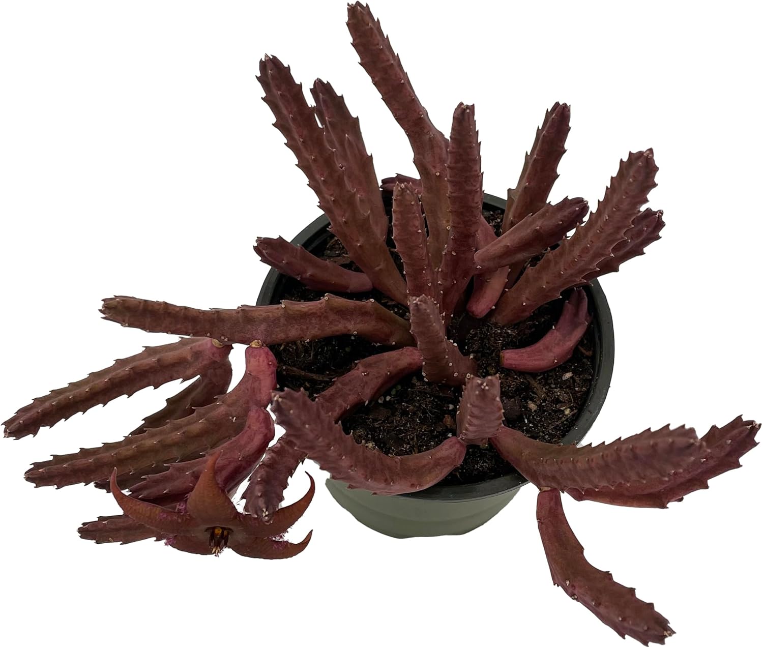 Hot Chocolate Succulent - Stapelia huernia Schinzii VAR. angolensis - 4" Pot