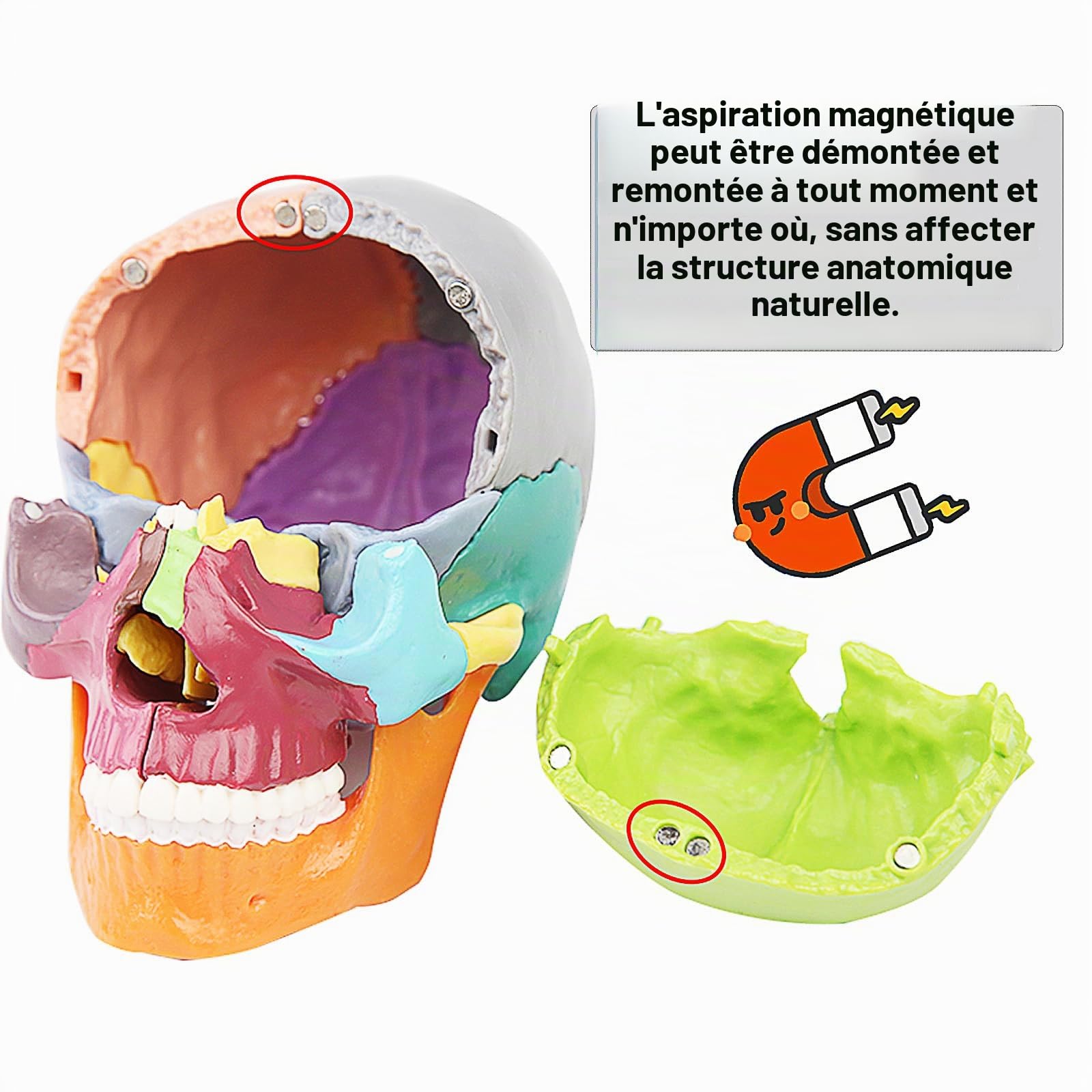 Mini crâne anatomique 15 pièces enseignement anatomie humaine