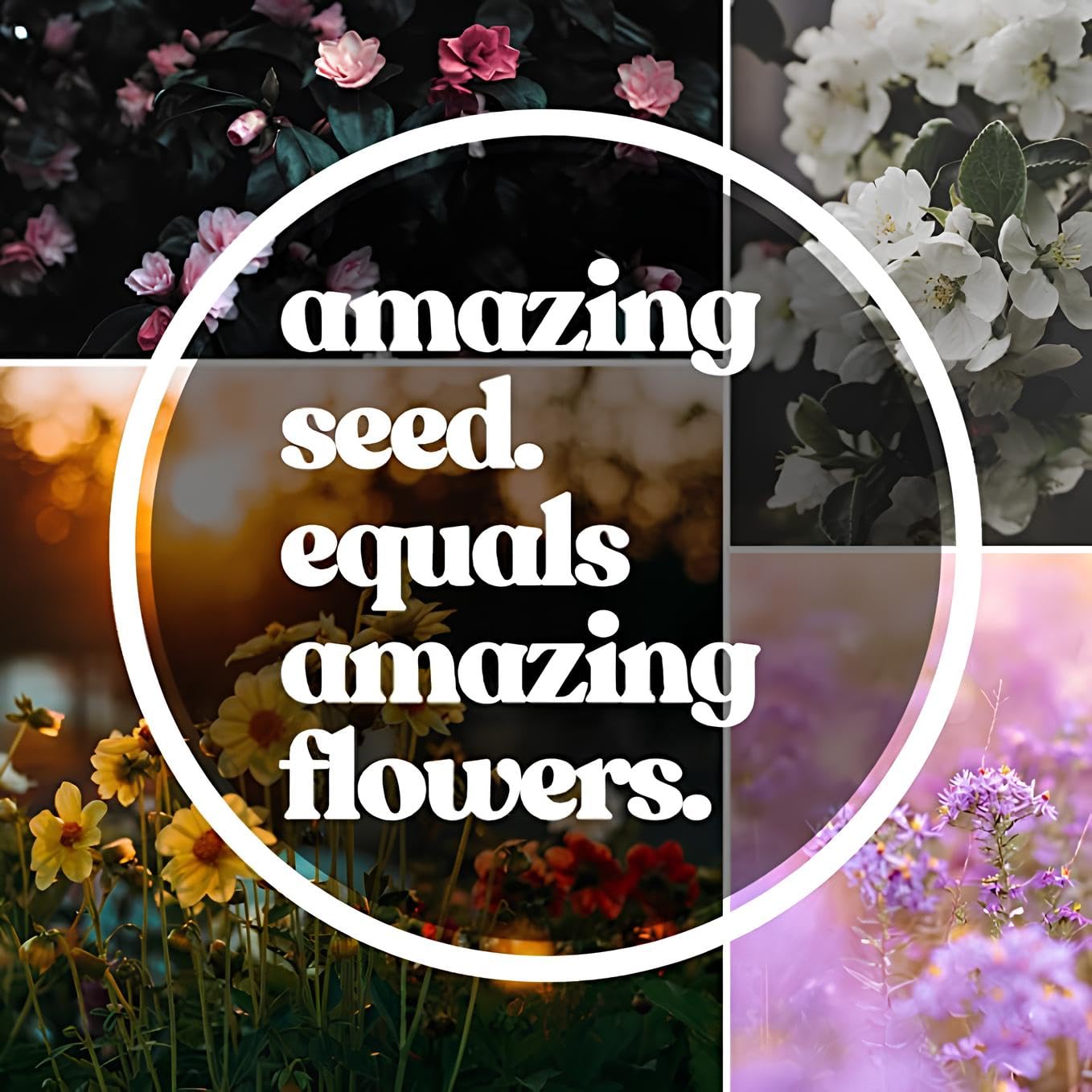 NooElec Seeds India Climbing Rose Flower Seeds, 60 Seeds Pack - Hybrid, Year-Round Blooms, Minimal Care (MAGENTA) - Image 9 thumbnail
