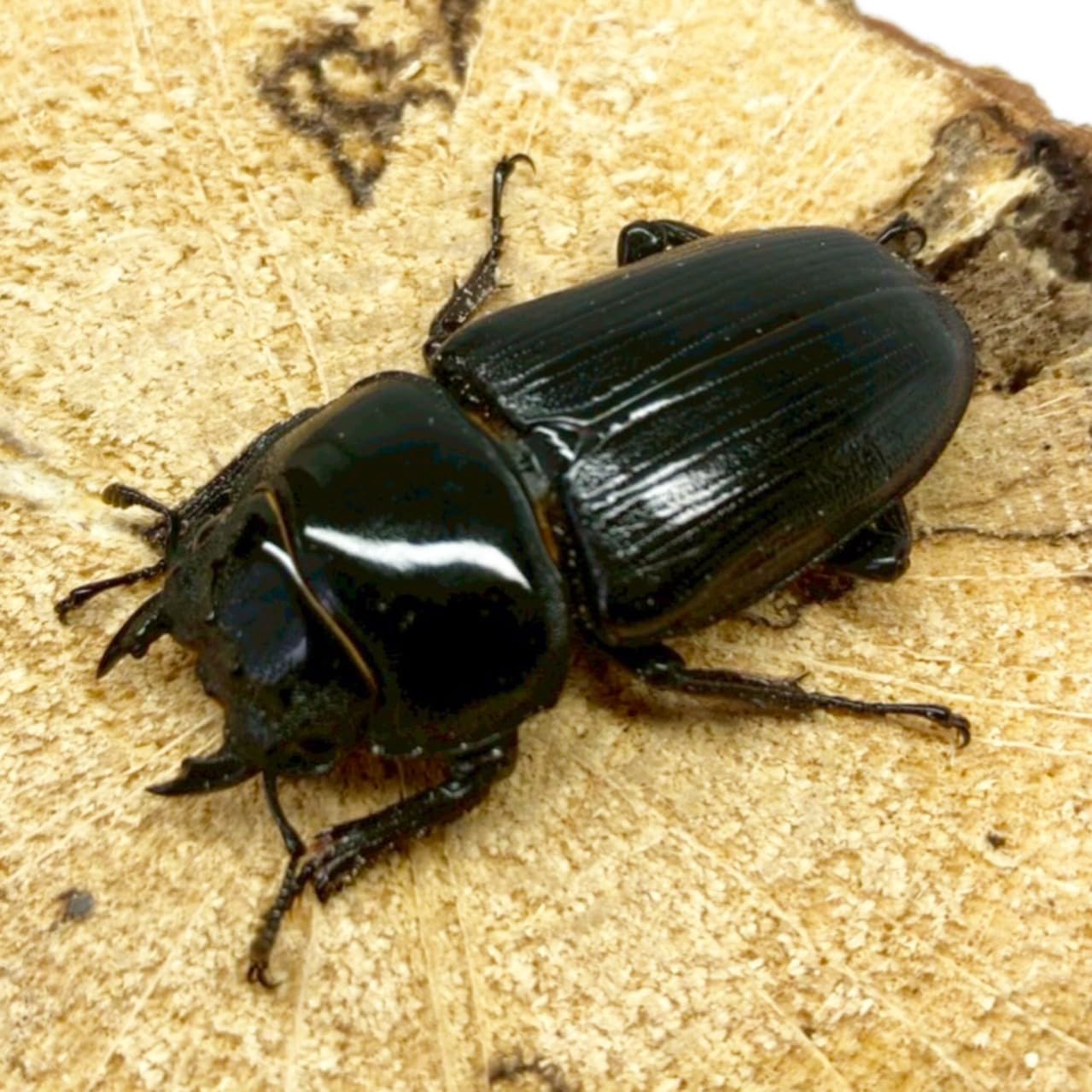 Amazon | 【昆虫 】オオクワガタ メス 【能勢 SR】 大型血統 新成虫