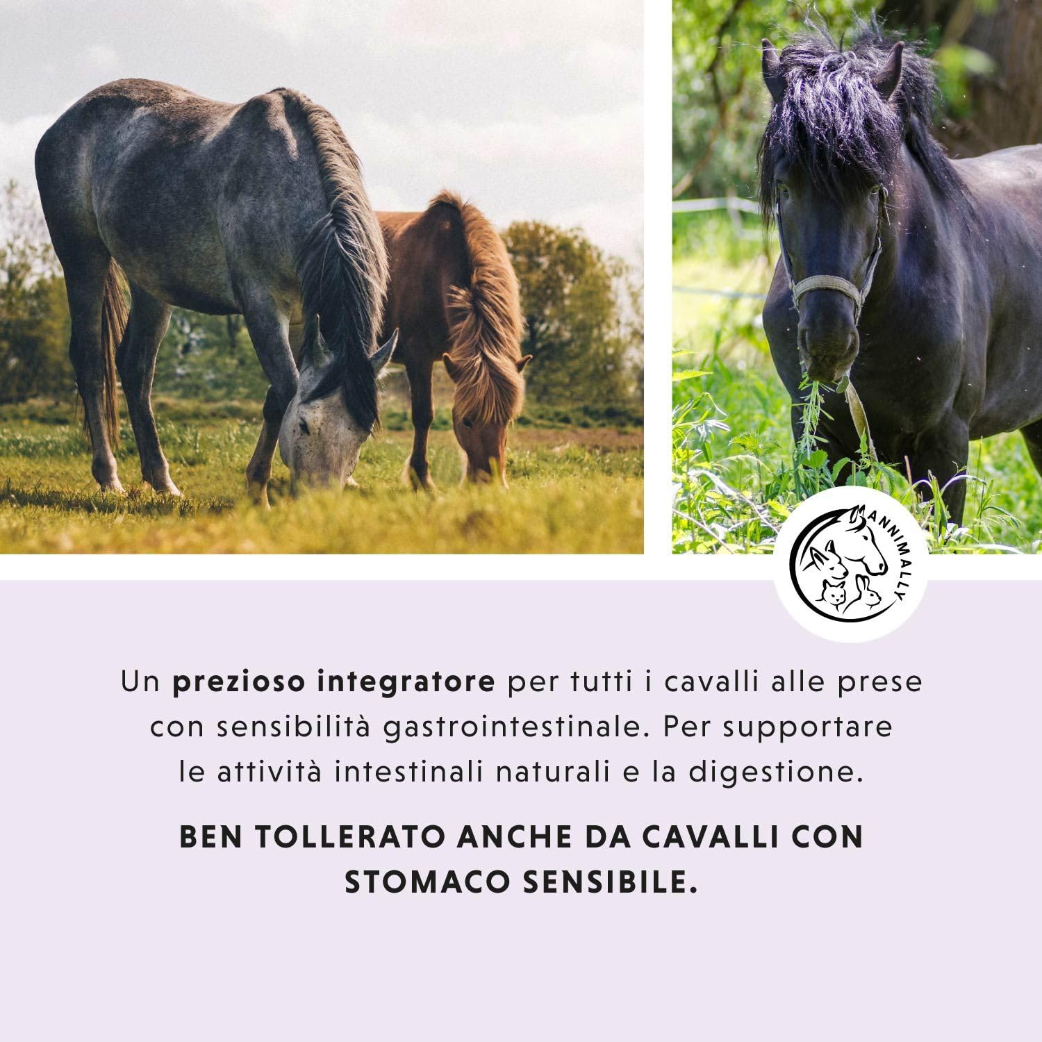 Liquido Gastro Intestinale per cavalli 1000 ml - Gastro Colon Vital per supportare la digestione, ad esempio in caso di diarrea - Erbe naturali per lo stomaco dei cavalli
