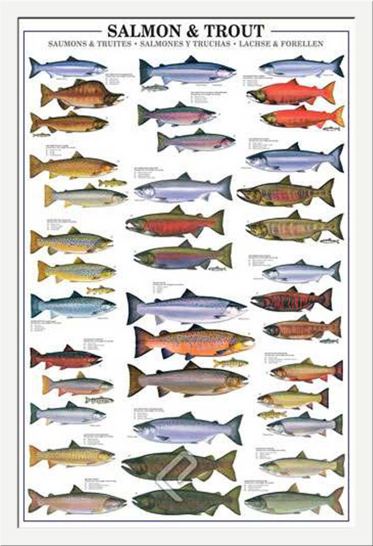 Empire Interactive - Poster, Soggetto: Salmoni e trote, con Articolo in Omaggio Telaio in MDF Bianco
