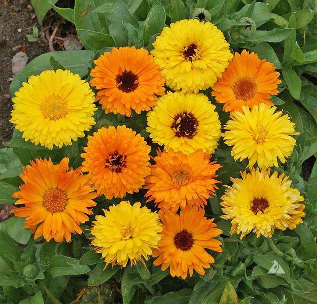 Aero Seeds Calendula Mix Color 30 Seeds (B0989XKGPS) Amazon Price History, Amazon Price Tracker