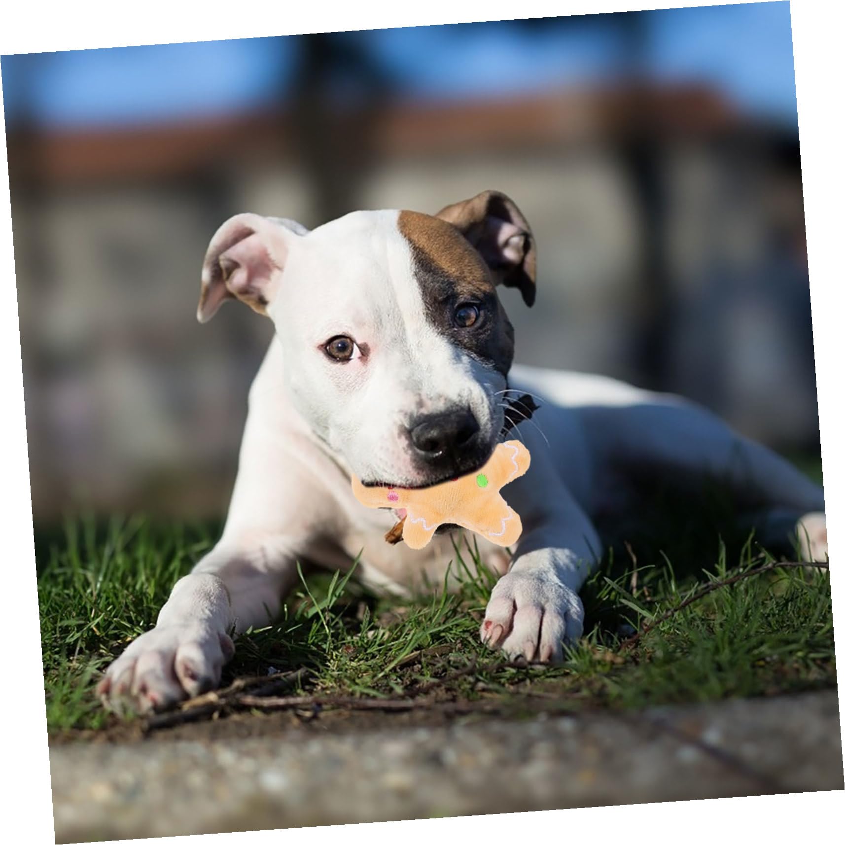 Jouet Peluche Chien Résistant à Mordre pour Nettoyage Dentaire et Mâchage Design Noël