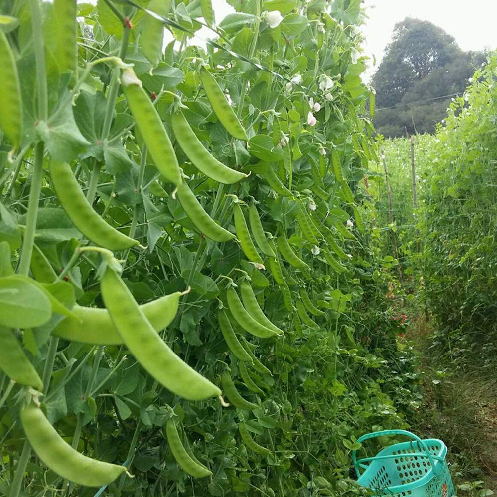 VibeX Snowpeas Seeds(Pisum Sativum)-200 Seeds (B0BBGN8BGX) Amazon Price History, Amazon Price Tracker