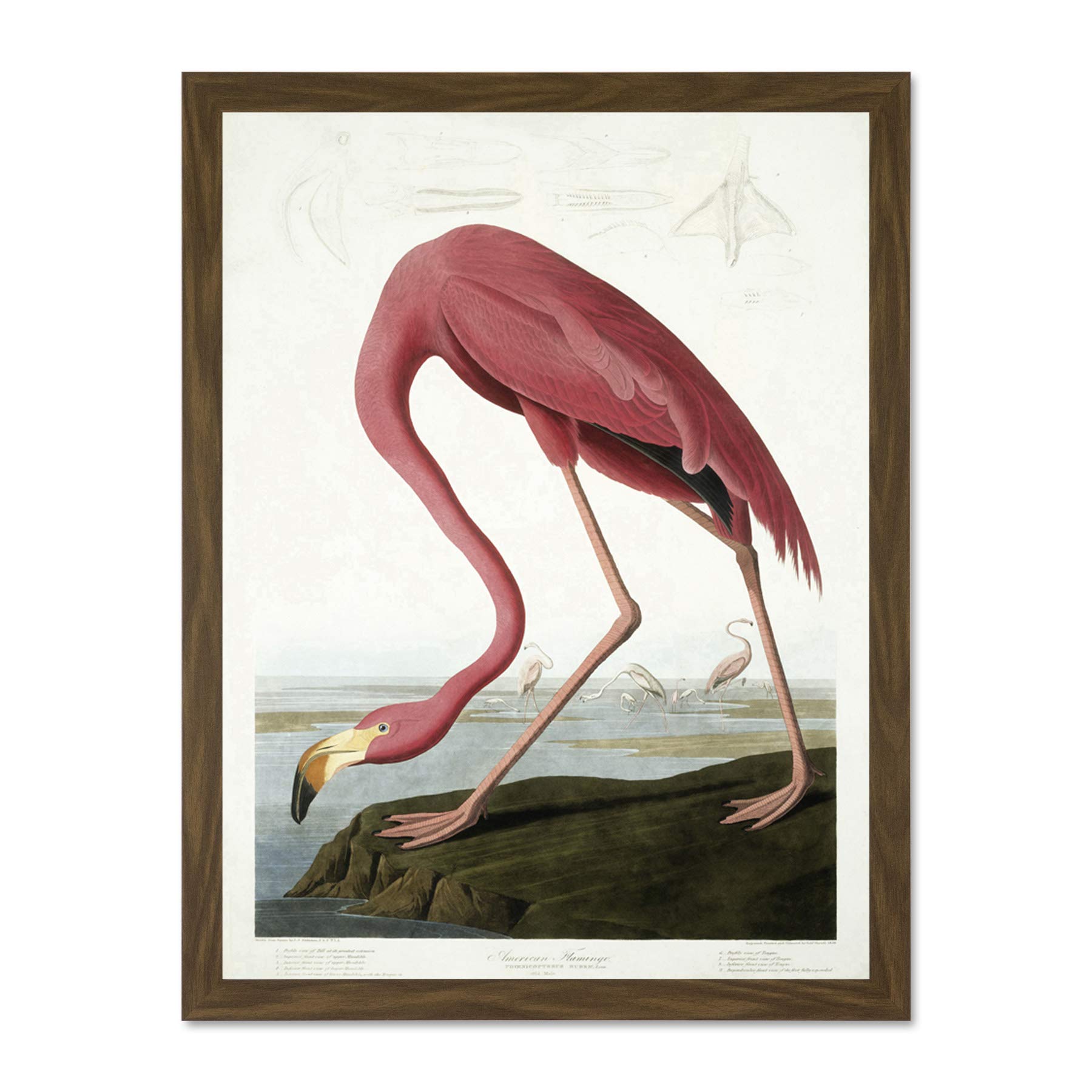 Wee Blue Coo Havell Audubon American American Flamingo Zoology Large Framed Art Print Poster Wall Decor 18x24 inch