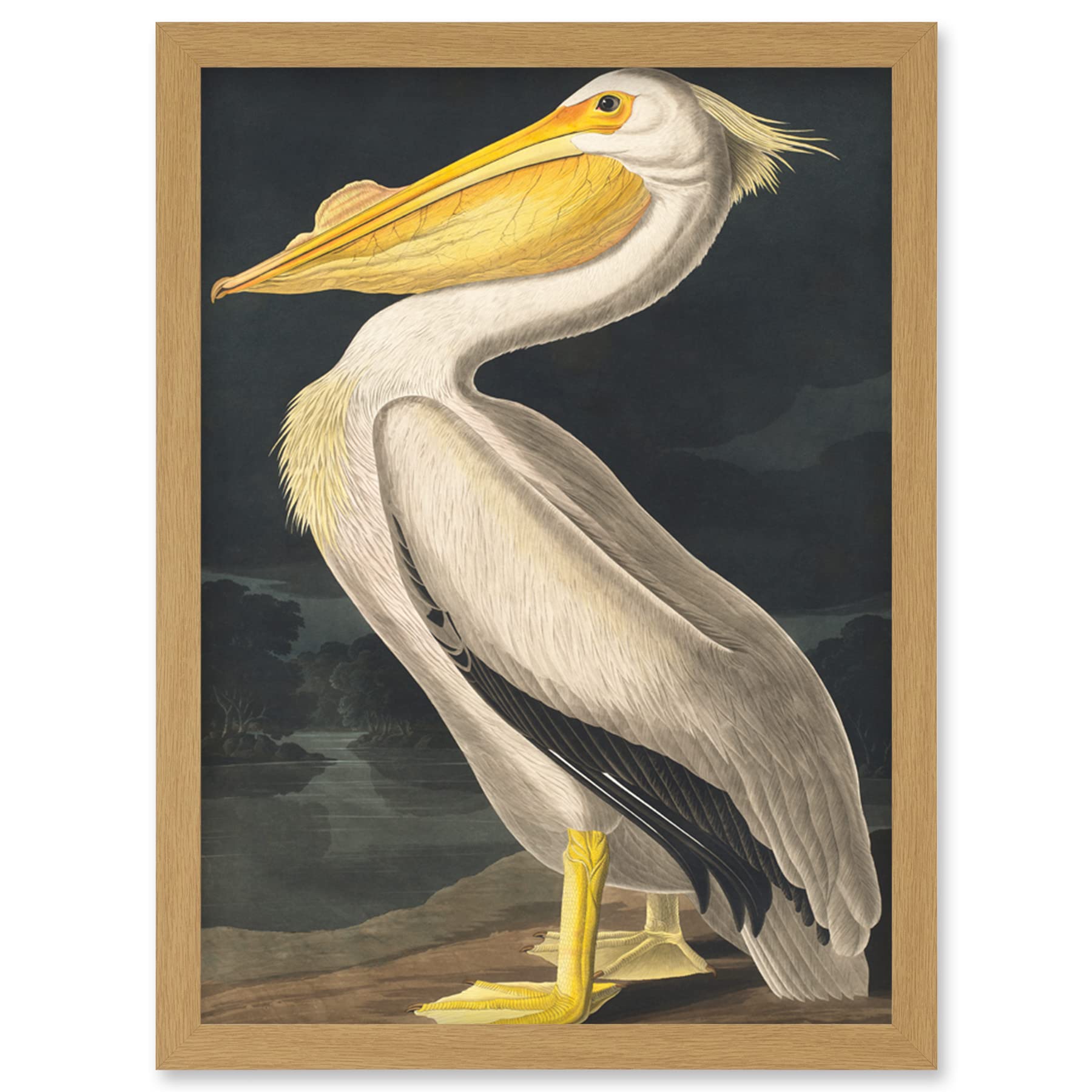 Wee Blue Coo John James Audubon Style Pelican Bird Vintage Detailed Illustration Artwork Framed Wall Art Print A4