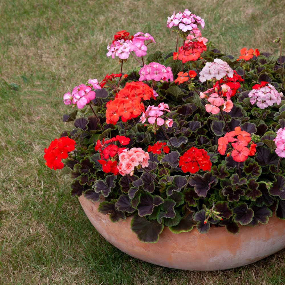 Geranium 'Shadow Mix' Plug Plant x 6. Vivid Summer Blooms. Pelargonium. Available from Bedwen Plants