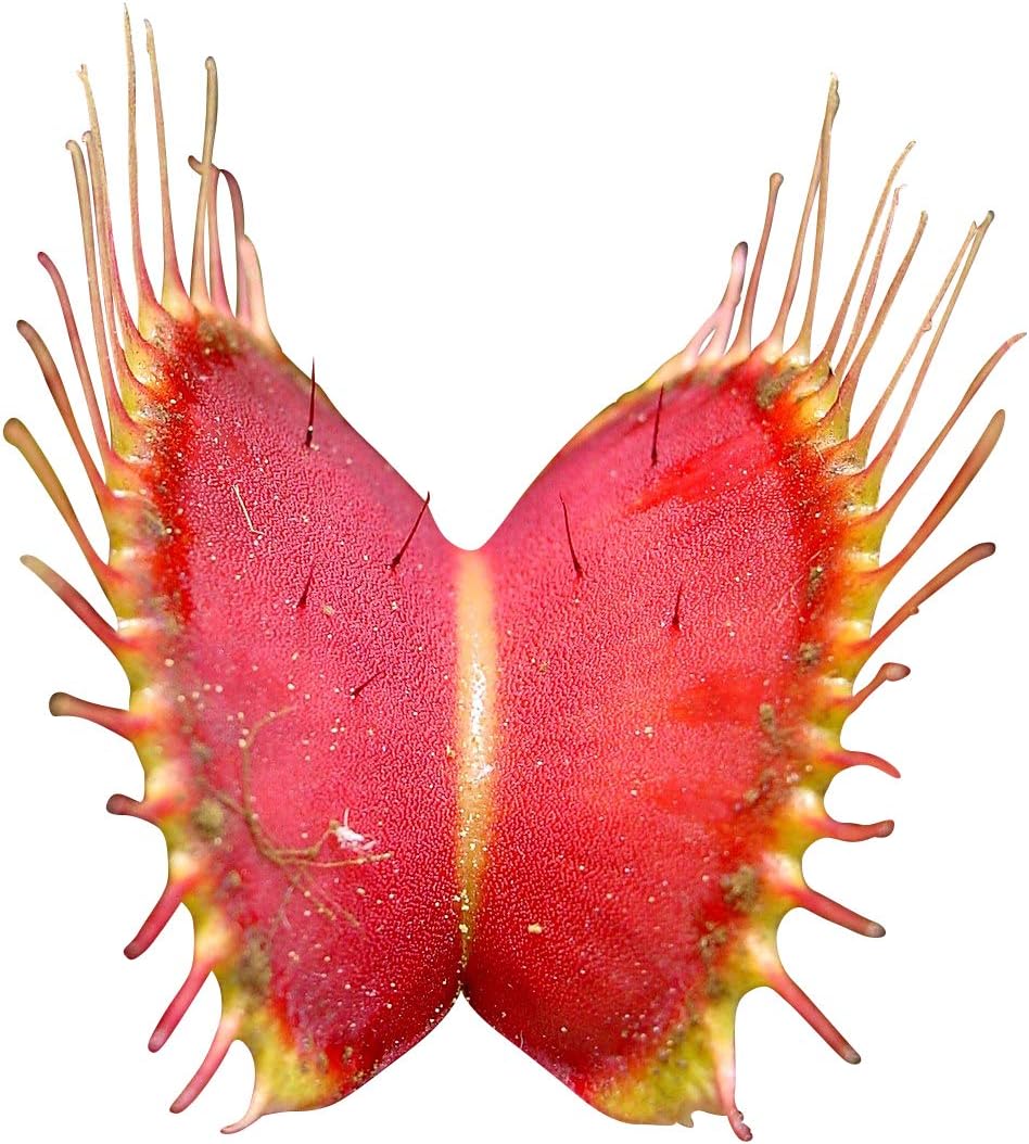 Dionaea muscipula Switzerland Giant - venus fly trap - 5 seeds