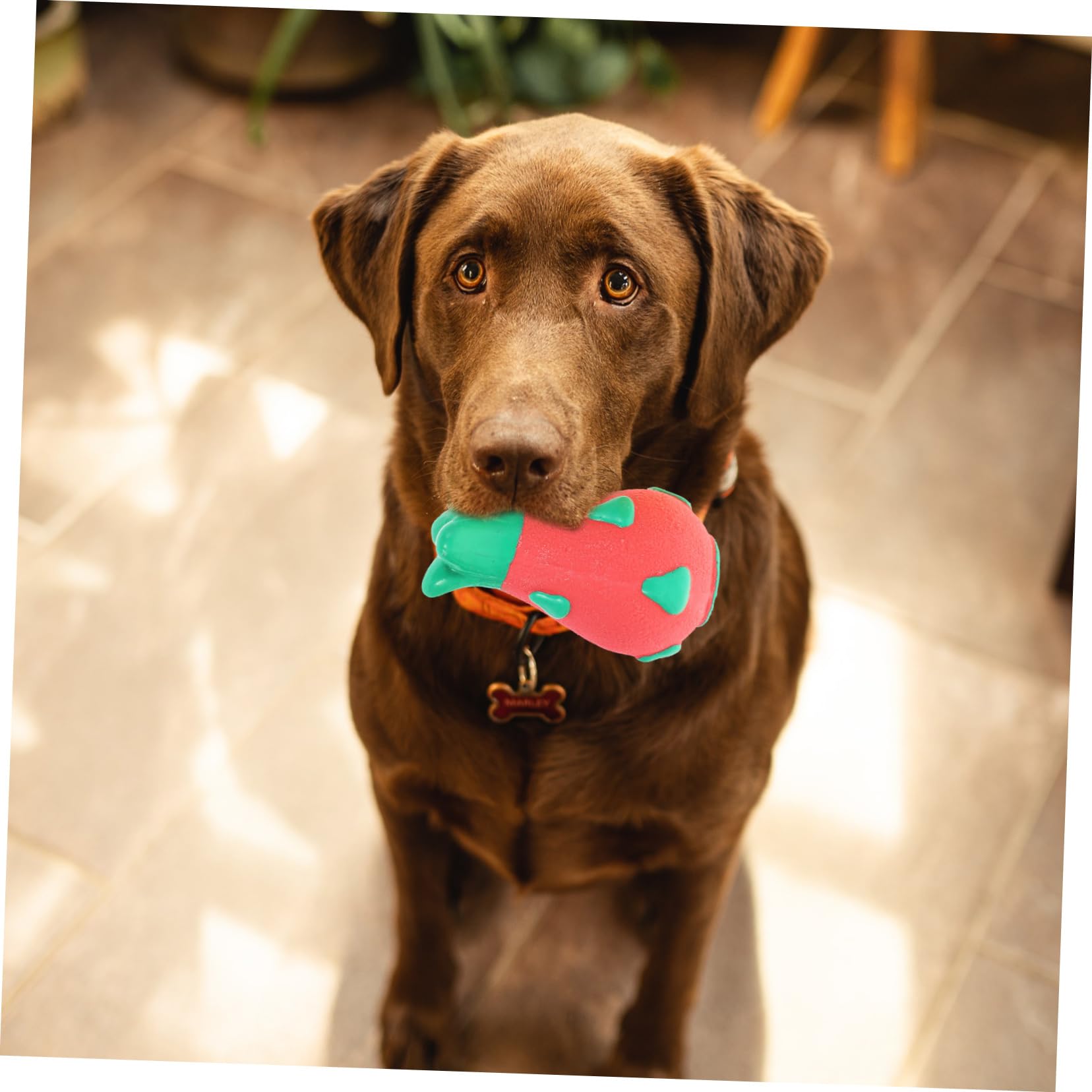 BESPORTBLE 6piezas Juguete Interactivo para Perros Adorable De Juguetes Molares para Cachorros Accesorios para Mascotas De Material De Seguro para Perros Pequeños y