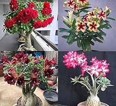 Anjaliplants Foundation Rare Hybrid Adenium Live Plant Combo Pack Of 4 Multicolor Rosey Plant For Gardening House Wearing Bonsai Plant Hight 1-1.5 ft. (Green)
