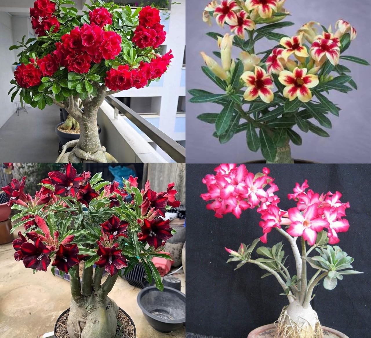 Anjaliplants Foundation Rare Hybrid Adenium Live Plant Combo Pack Of 4 Multicolor Rosey Plant For Gardening House Wearing Bonsai Plant Hight 1-1.5 ft. (Green)-image-20