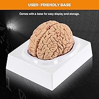 Vista 7 de BEAMNOVA Modelo de cerebro humano para enseñar neurociencia con vasos Modelo de anatomía de tamaño real para aprendizaje Ciencias Exhibición