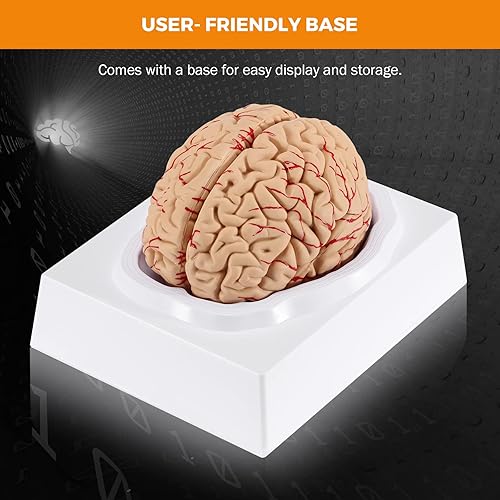 Miniatura 7 de BEAMNOVA Modelo de cerebro humano para enseñar neurociencia con vasos Modelo de anatomía de tamaño real para aprendizaje Ciencias Exhibición de