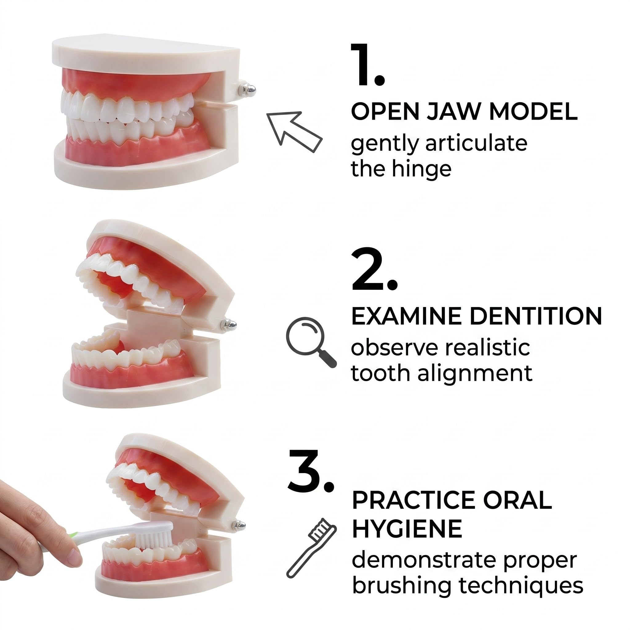 1 Pezzi Modello Di Denti Dentali Typodont, Materiale In Pvc Denti Di Ricambio Per Studi Dentistici, Studenti Di Odontoiatria