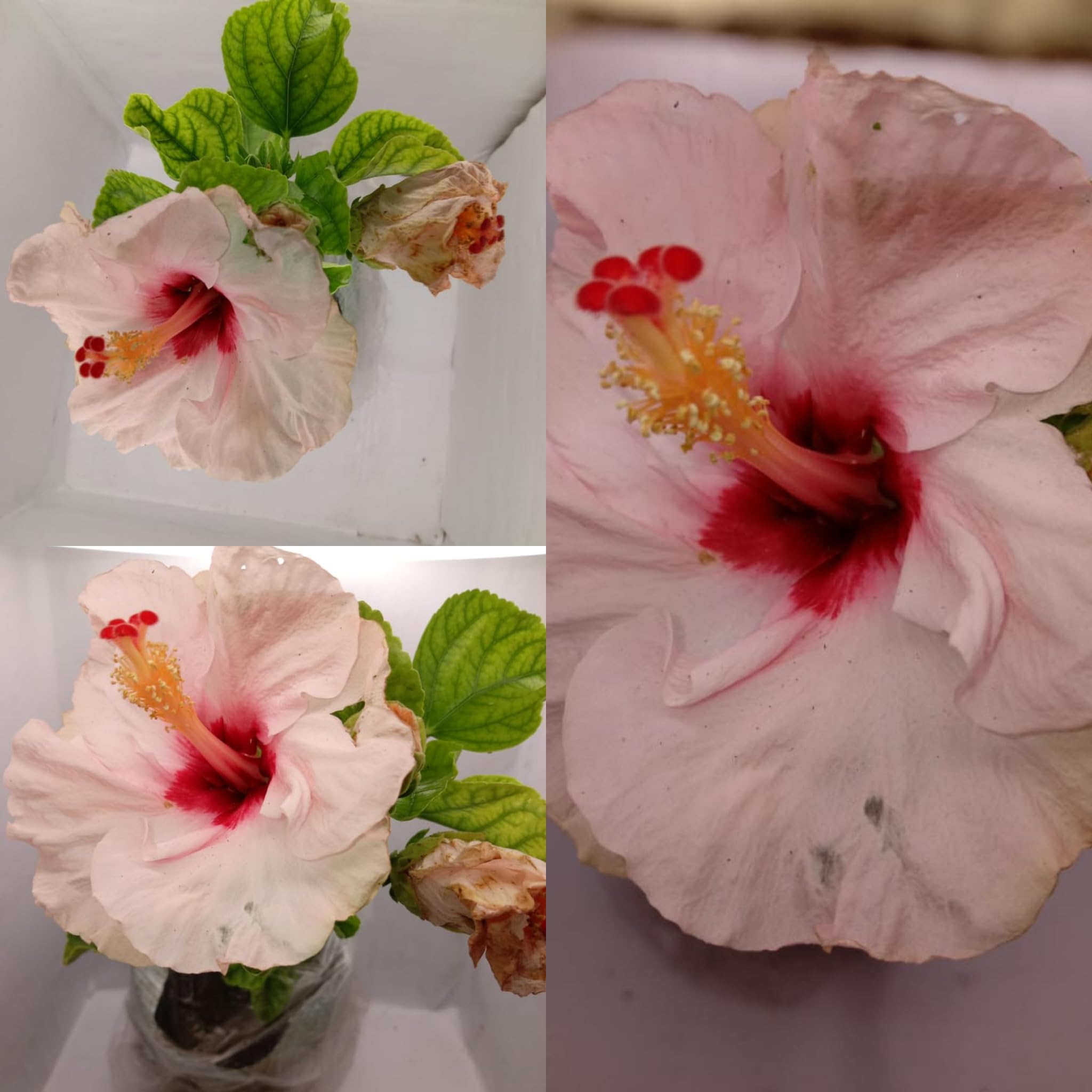 SISA GARDEN Live American Hybrid Hibiscus plant with pot (Pink) (B0D564CZDT) Amazon Price History, Amazon Price Tracker