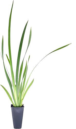 African Iris White - 3 plantas vivas - Dietes Iridioides - Hierba de cobertura vegetal tolerante a la sequía