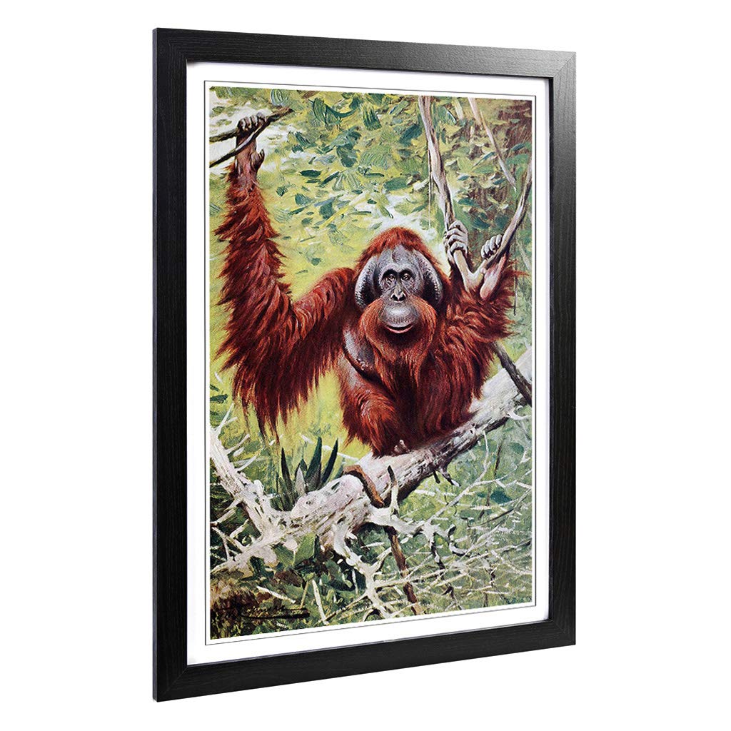 Big Box Art Framed Print of Vintage W Kuhnert Orangutan Design | Wall Art Picture | Home Decor for Kitchen, Living, Dining Room, Bedroom, Hallway, Office, Black, A2 / 24.5x18 Inch / 62x45cm