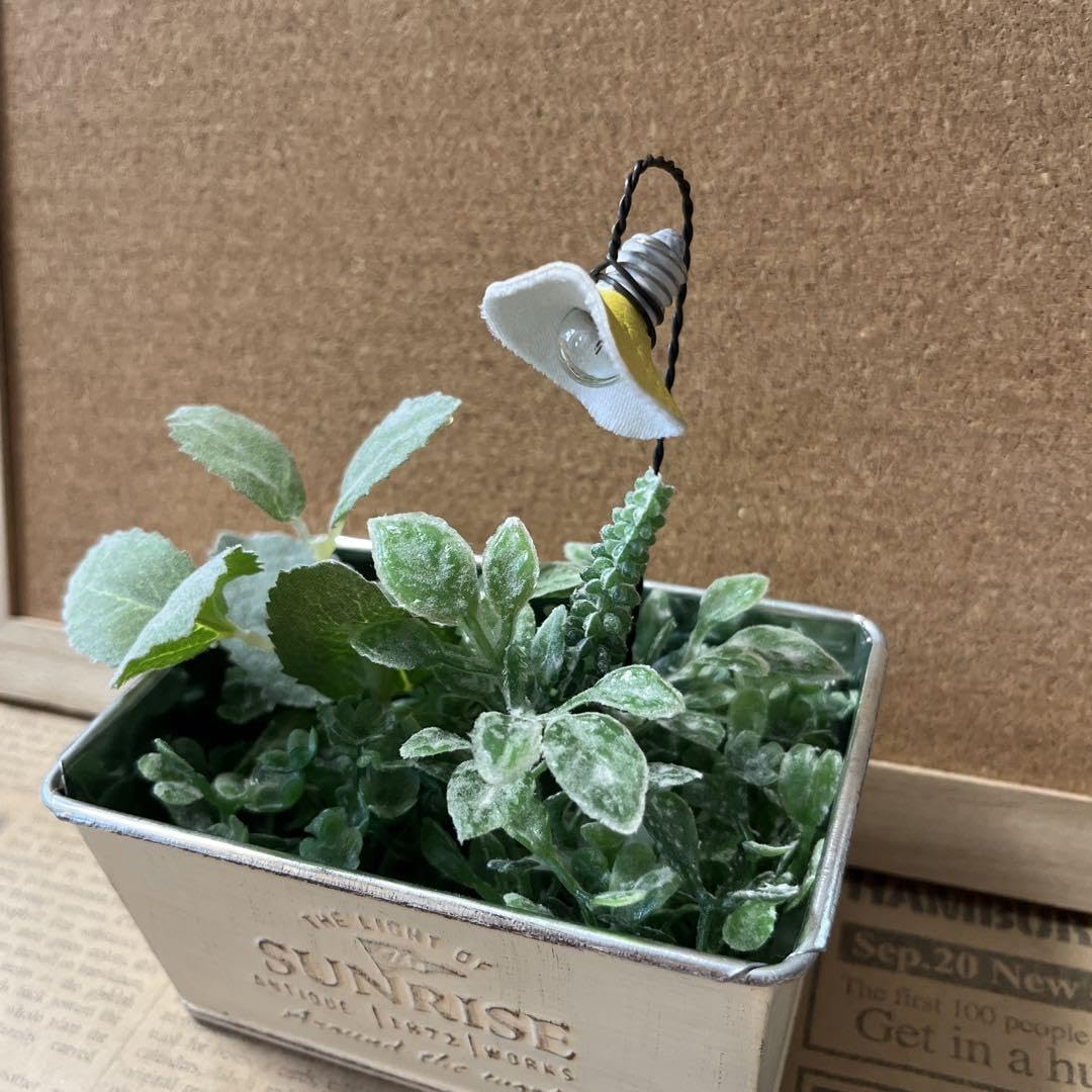 79 green様専用 多肉植物販売会 79 green様専用 多肉植物販売会