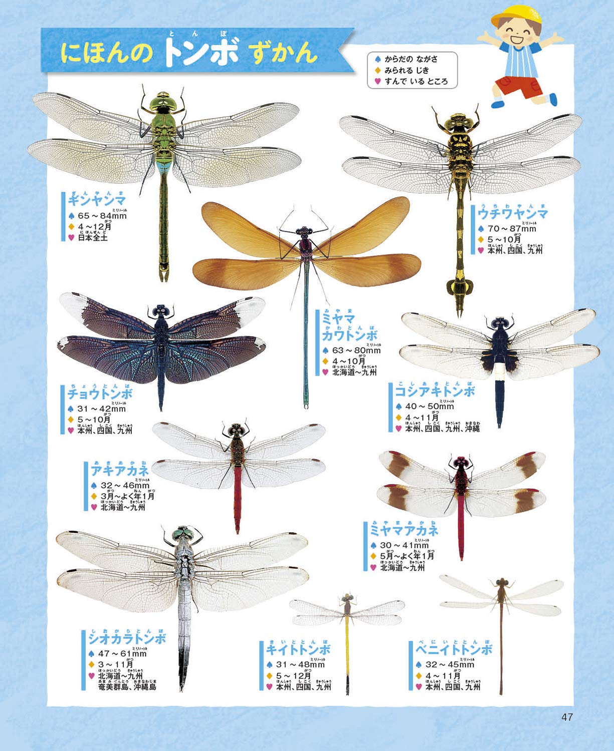 むし 4 5 6歳のふしぎクイズ 岡島秀治 久保秀一 しぶたにゆかり 本 通販 Amazon むし 4 5 6歳のふしぎクイズ 岡島秀治 久保秀一 しぶたにゆかり 本 通販 Amazon