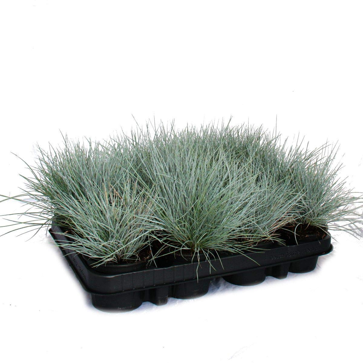 Blue fescue grass - Festuca glauca - 9cm pot 12 Pflanzen