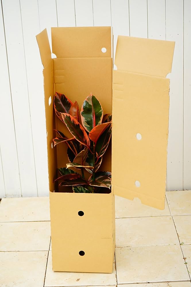 Amazon.co.jp: はなみどり 観葉植物 フィカス ルビー 6号鉢 1鉢 本物