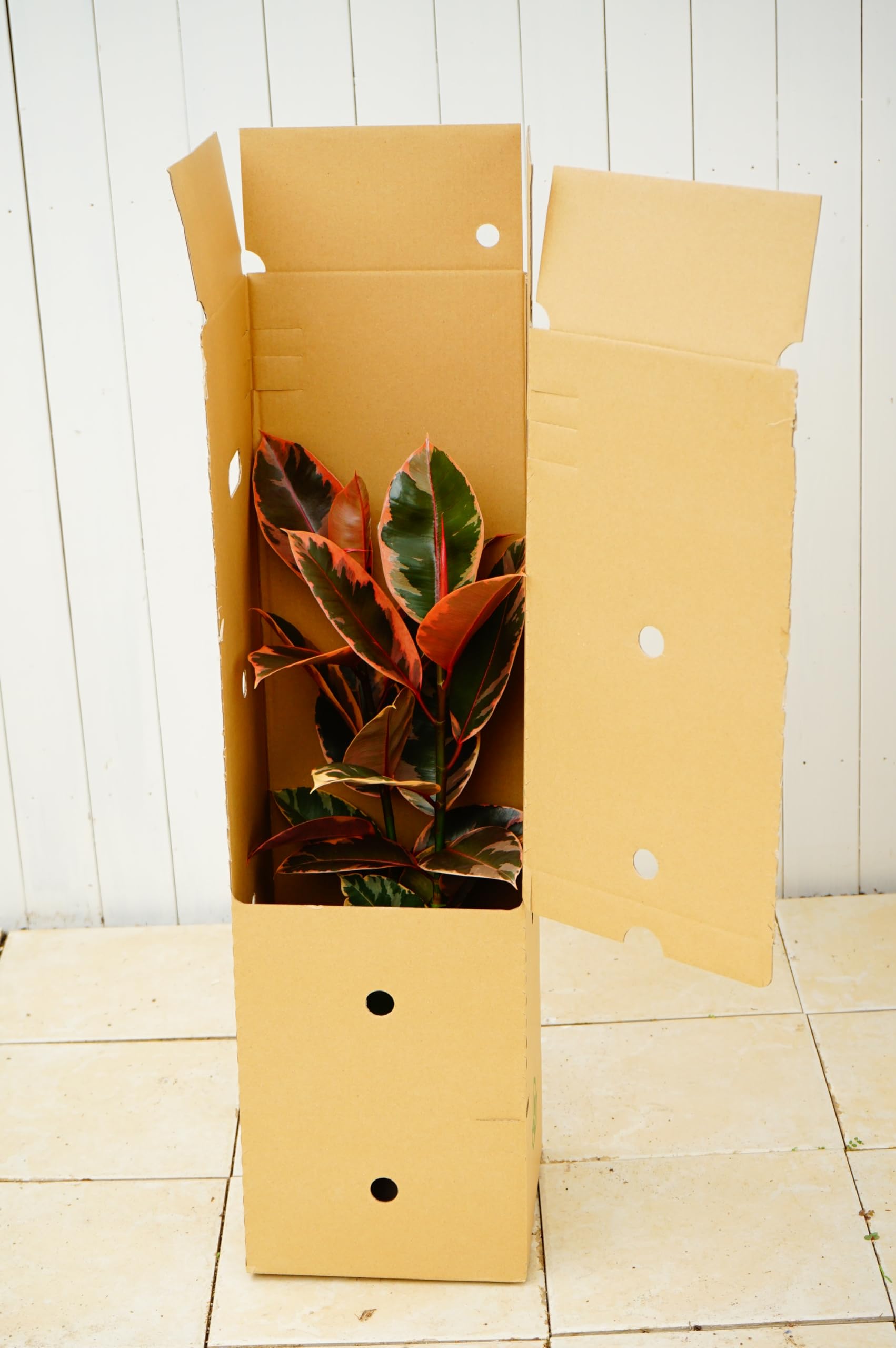 観葉植物 フィカス ルビー 155cm 9号 1鉢 ゴムノキ Ficus elastica Ruby 61ujzqdRVXL._AC_UF1000,