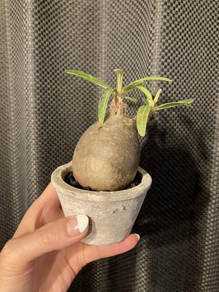 Amazon.co.jp: パキポディウムグラキリス 塊根植物 発根済 鉢付き 手