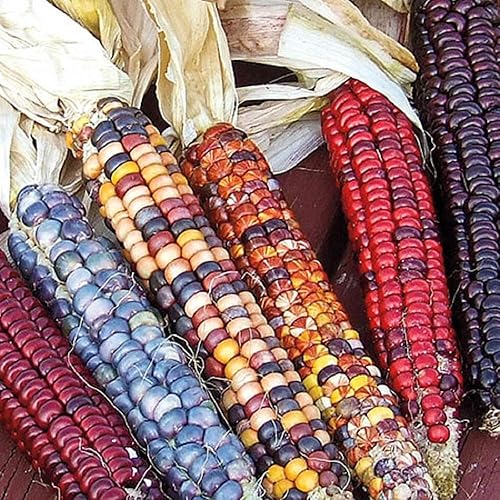 Semillas de maíz - Ornamental indio, 25 unidades de la marca COOL BEANS N SPROUTS