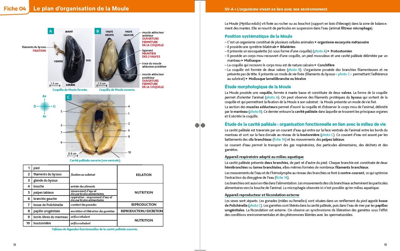 Mémo visuel de Biologie BCPST 1 et 2 - 3e éd.
