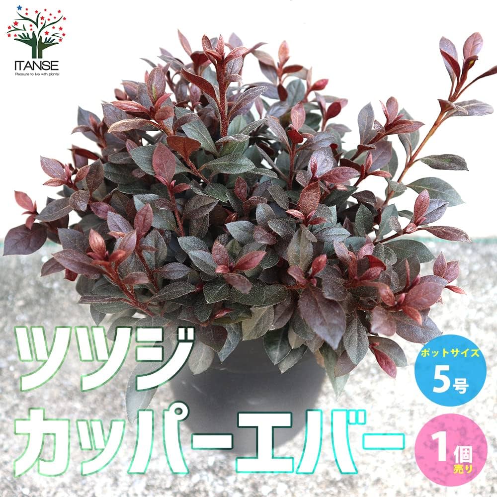 71bOCSK5K4L._AC_UF1000,