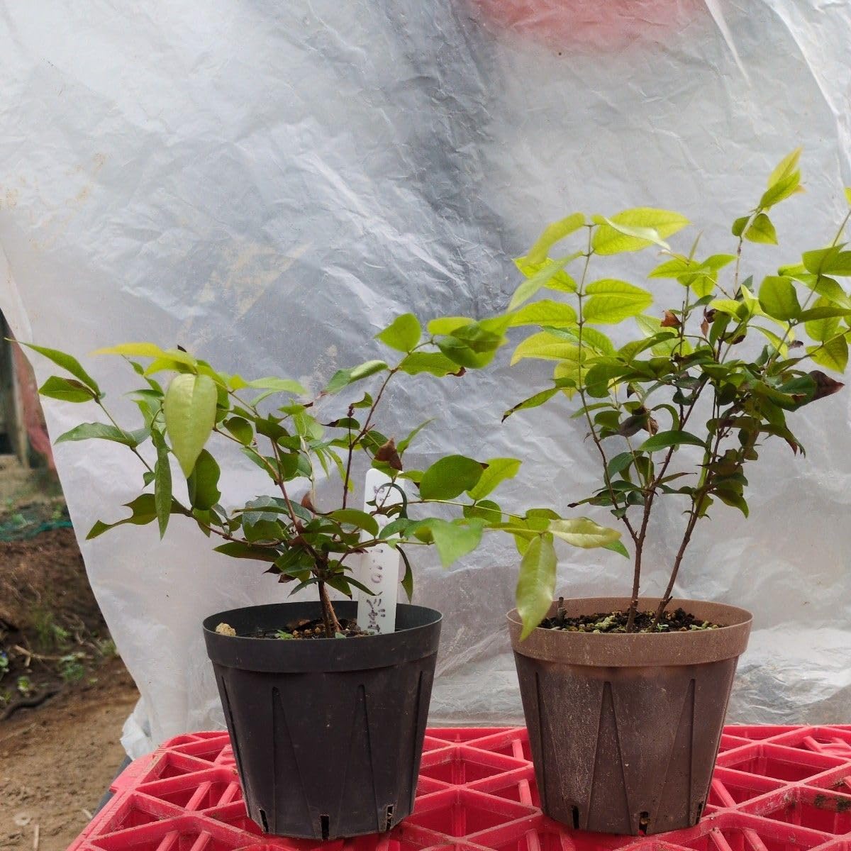 ジャボチカバ 苗木（2ポットセット） ジャボチカバ実生苗木 花芽付き
