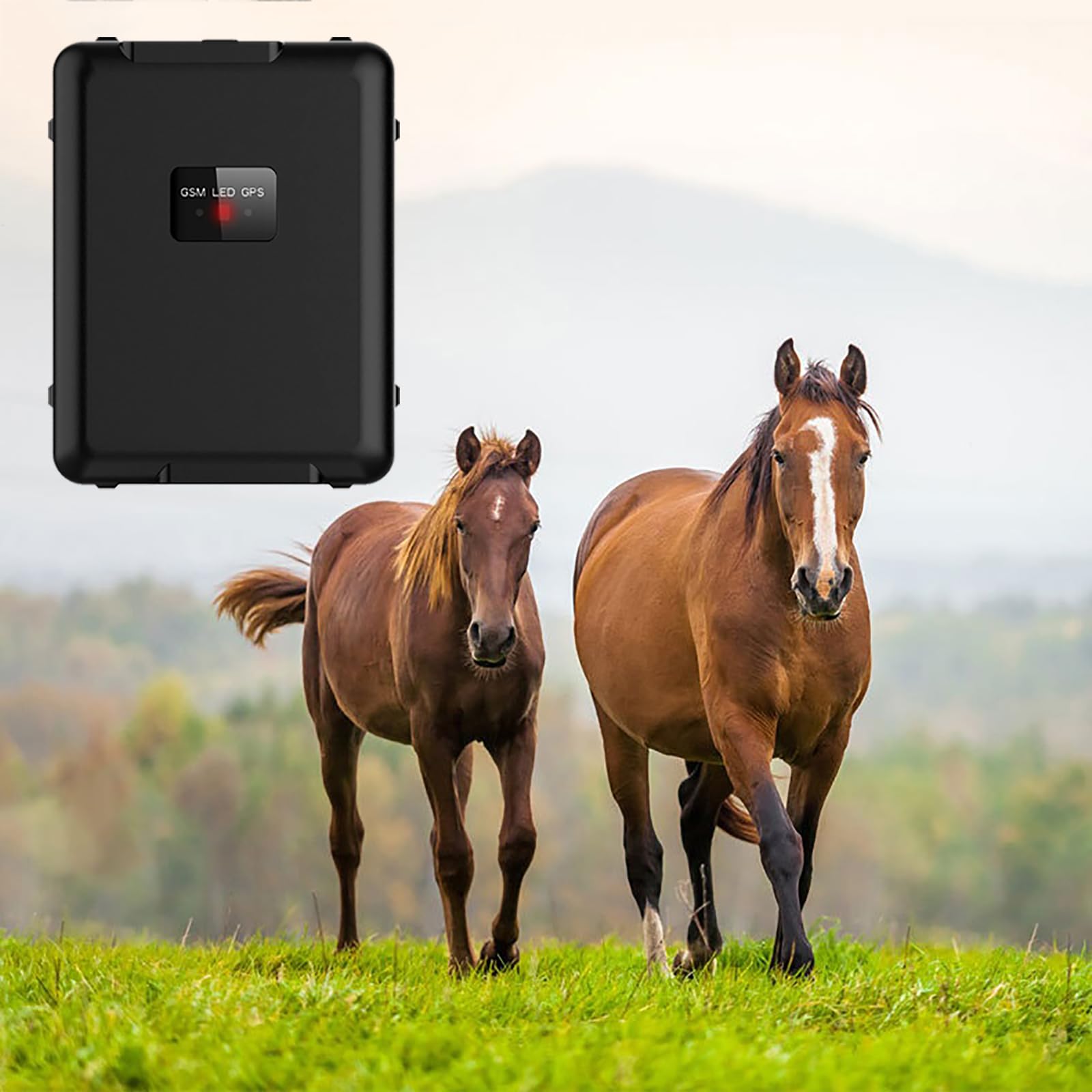 Localizzatore GPS Per Mucche, Dispositivo Di Localizzazione In Tempo Reale Per Bovini E Ovini 4G, 20000 MAh, Traccia Storica, Posizionamento In Tempo Reale, Impostazione Della Portata
