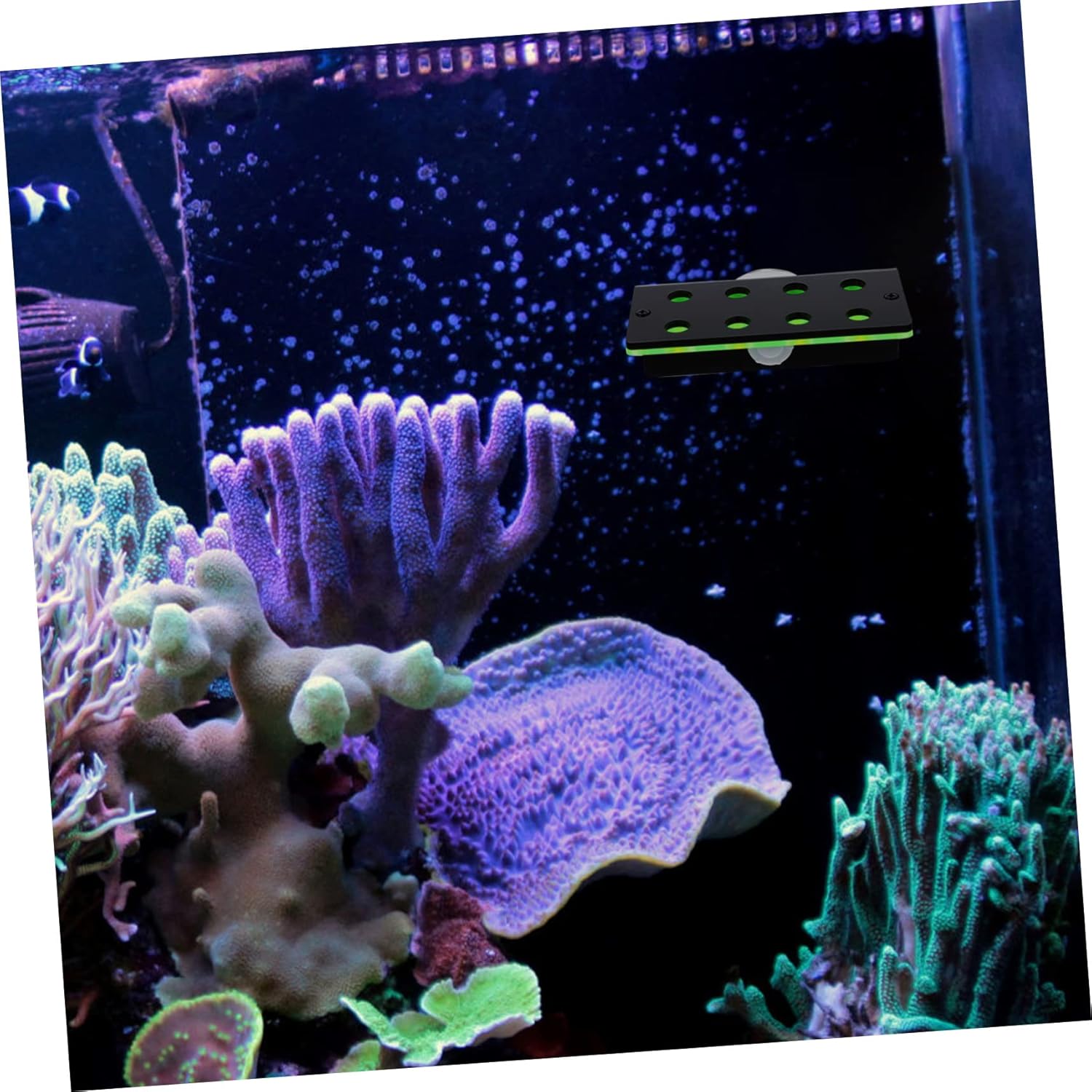 BESPORTBLE 2pcs Live Coral Display Stand Double Layer Aquarium Rack for Coral Cultivation Fluorescent Green Support for and Aquatic Decorations