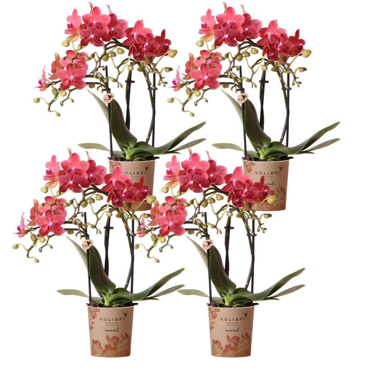 Lot de 4 orchidées Phalaenopsis rouges Kolibri Congo pot Ø 9 cm