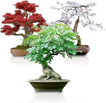 Bonsai Seed Bundle #3 - Japanese Red Maple, Black Cherry, Tree of Life Seeds Bundle Grow Your Own Miniature Trees for Bonsai or Garden Projects