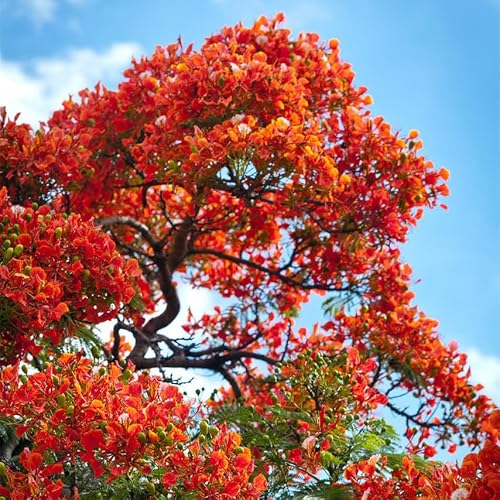 30 Royal Poinciana Tree Seeds, Delonix Regia Bonsai Tree Seeds, Exotic Ornamental Tree Seed for Garden, Landscaping & Bonsai Growing - Thumbnail 2