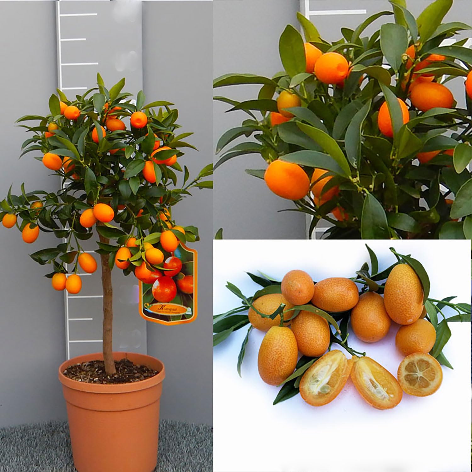 SAVINI VIVAI Pianta di Kumquat Mandarino Cinese Albero di Agrumi Kumquat in Vaso da 20 cm Altezza 70 cm 2-3 Anni di innesto Made Italy