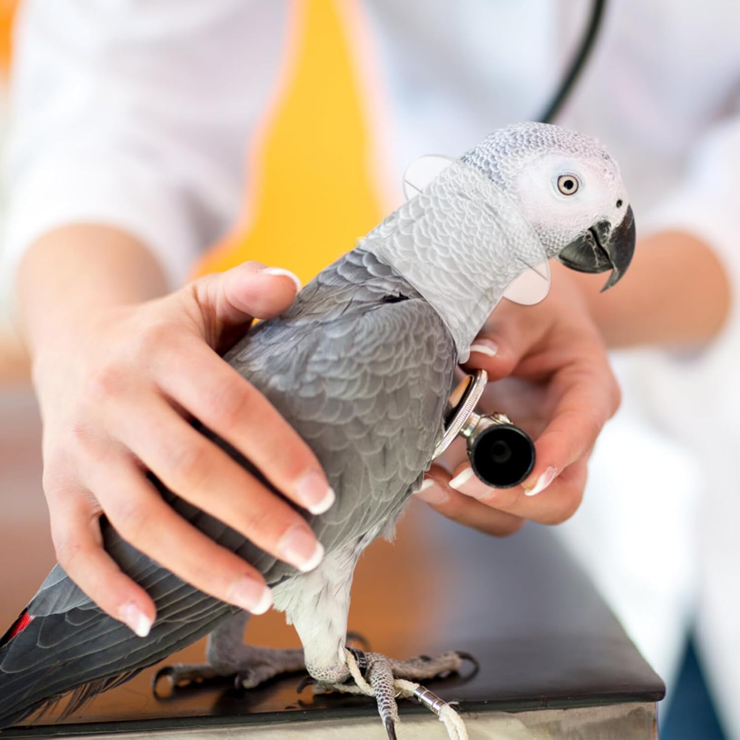 Baluue Parrot Neck Collar, Plastic -bite Collar Clear Feather Protector Prevent Grab Lick Healing Safety Cone Collar for Macaw Cockatoo Parrot Large